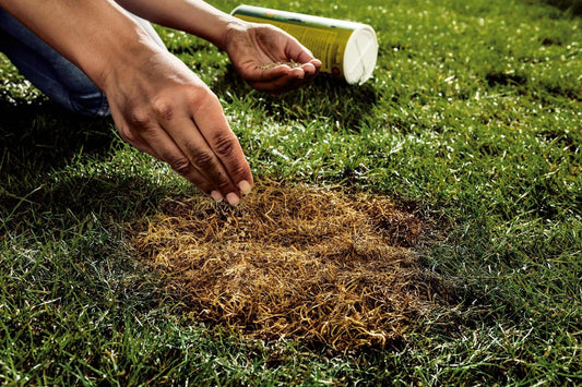 Slik reparerer du bare flekker i plenen