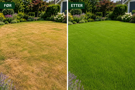 Har plenen blitt gul etter sommerferien? Slik får du den grønn igjen