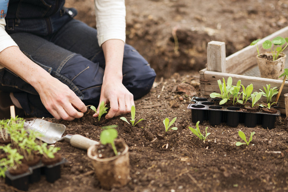 Forkultiverte småplanter plantes ut i et bed