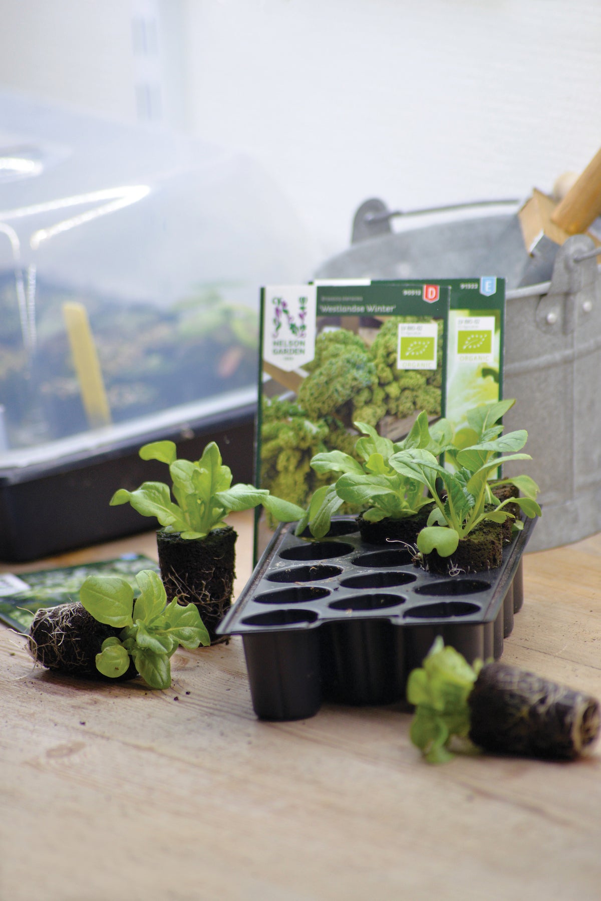 Småplanter dyrket i planteplugger klare for omplanting