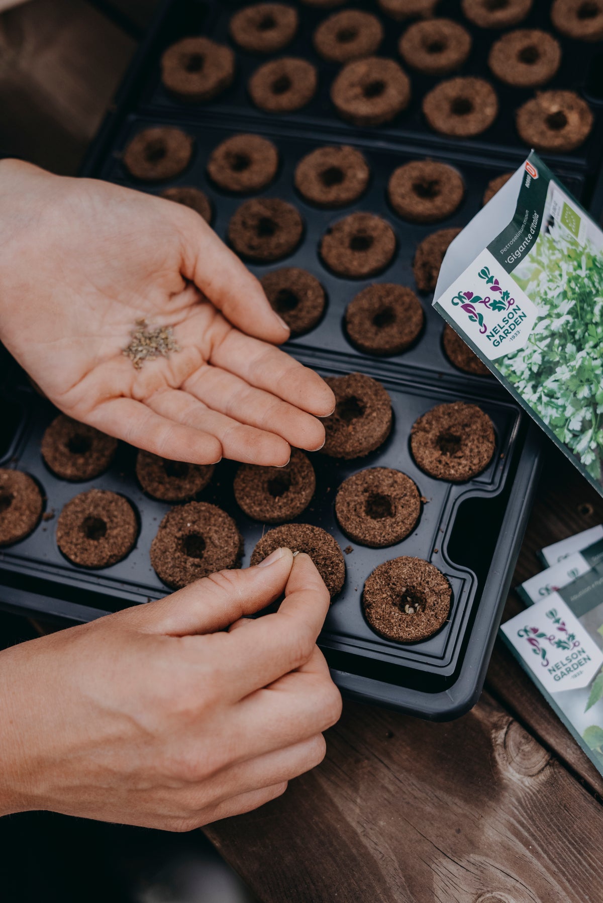 Frø sås i planteplugger til forkultivering