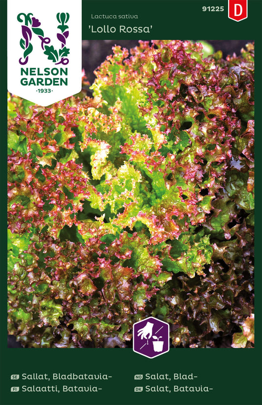 Salat (Lollo Rossa)